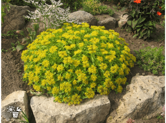 Sedum kamtschaticum var. ellacombeanum
